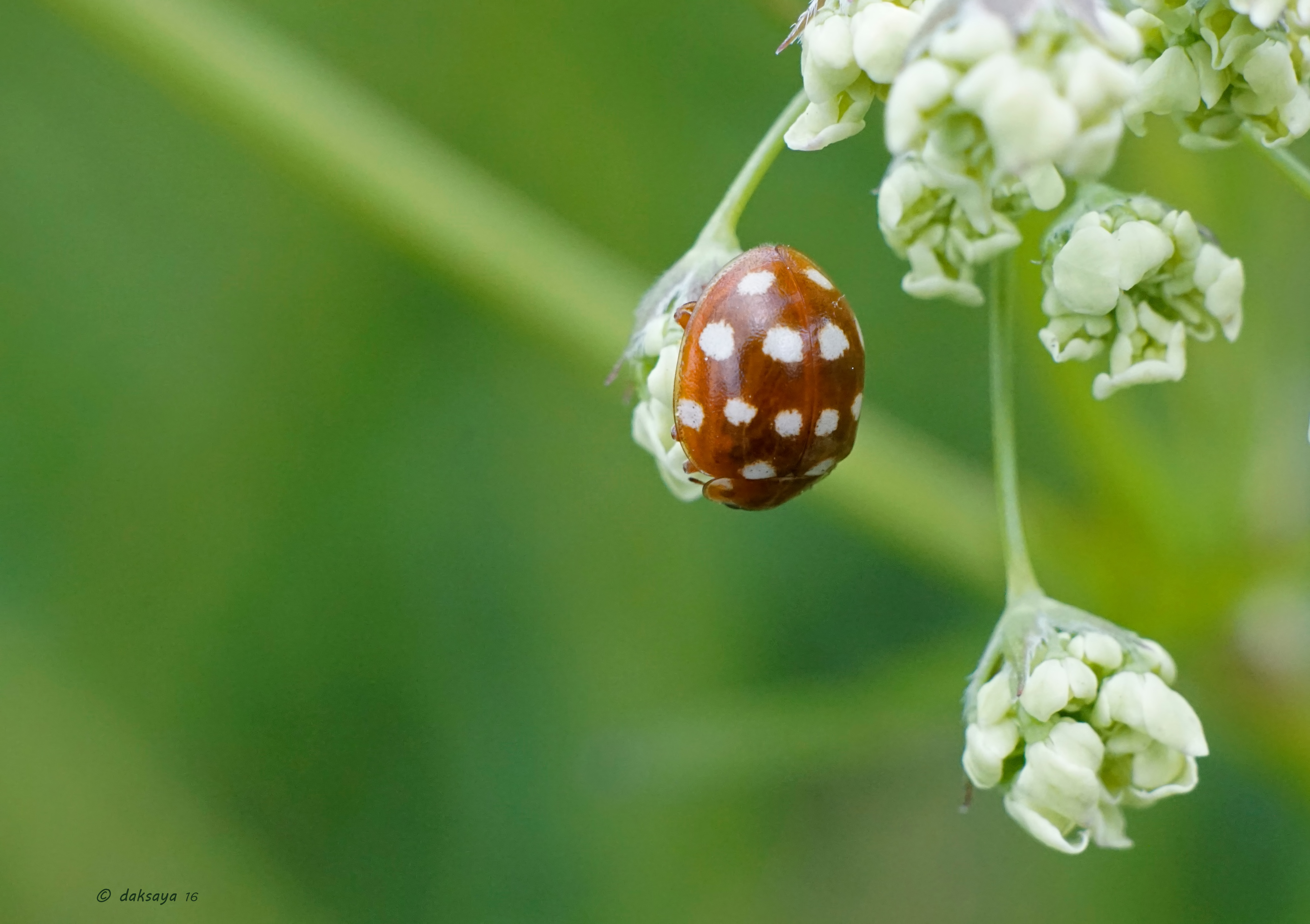 Roomvleklieveheersbeestje