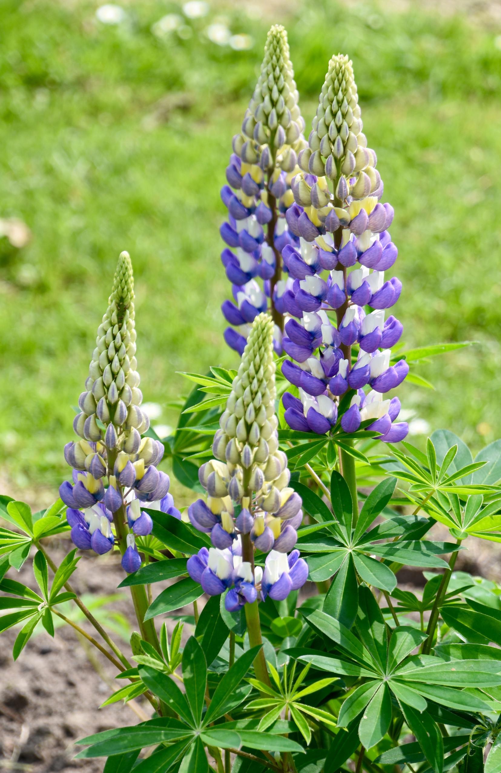Lupines