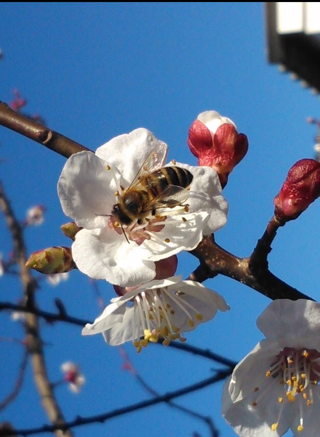 Op zoek naar stuifmeel 