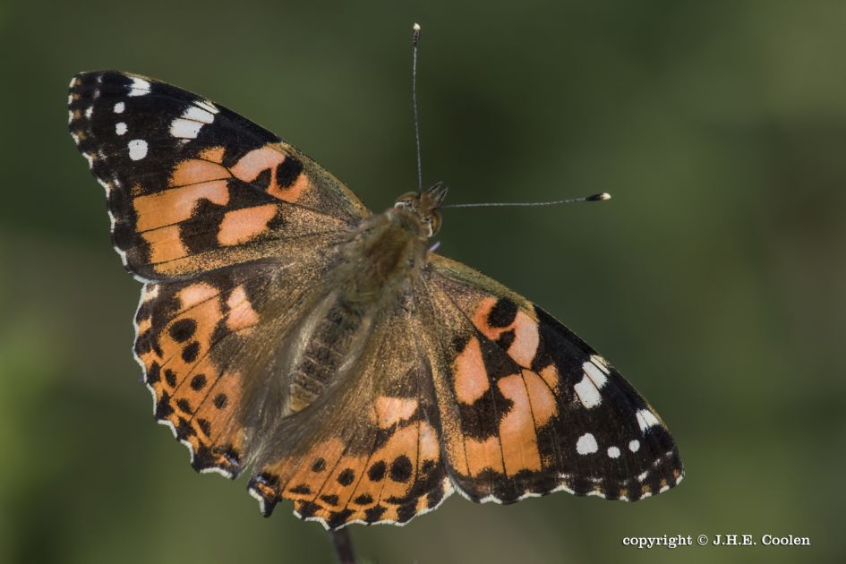 Distelvlinder - Geleedpotigen - Distelvlinder