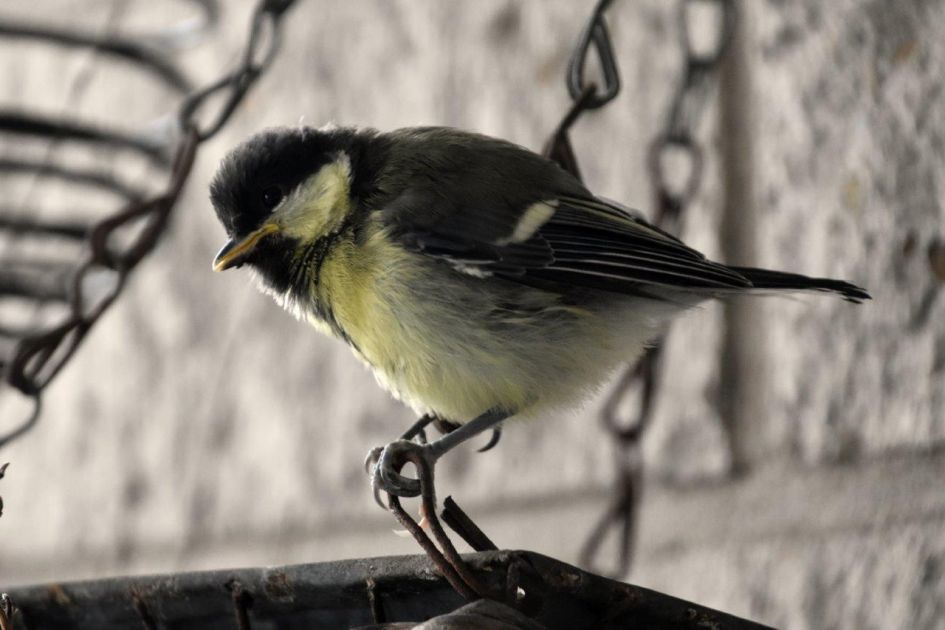 koolmeesje - Vogels - 