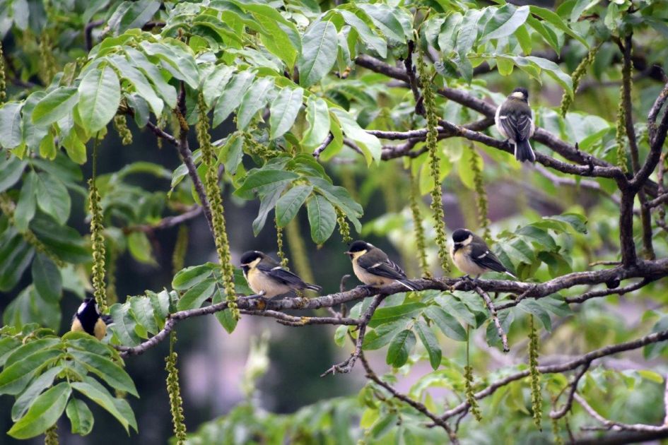 jonge meesjes - Vogels - 