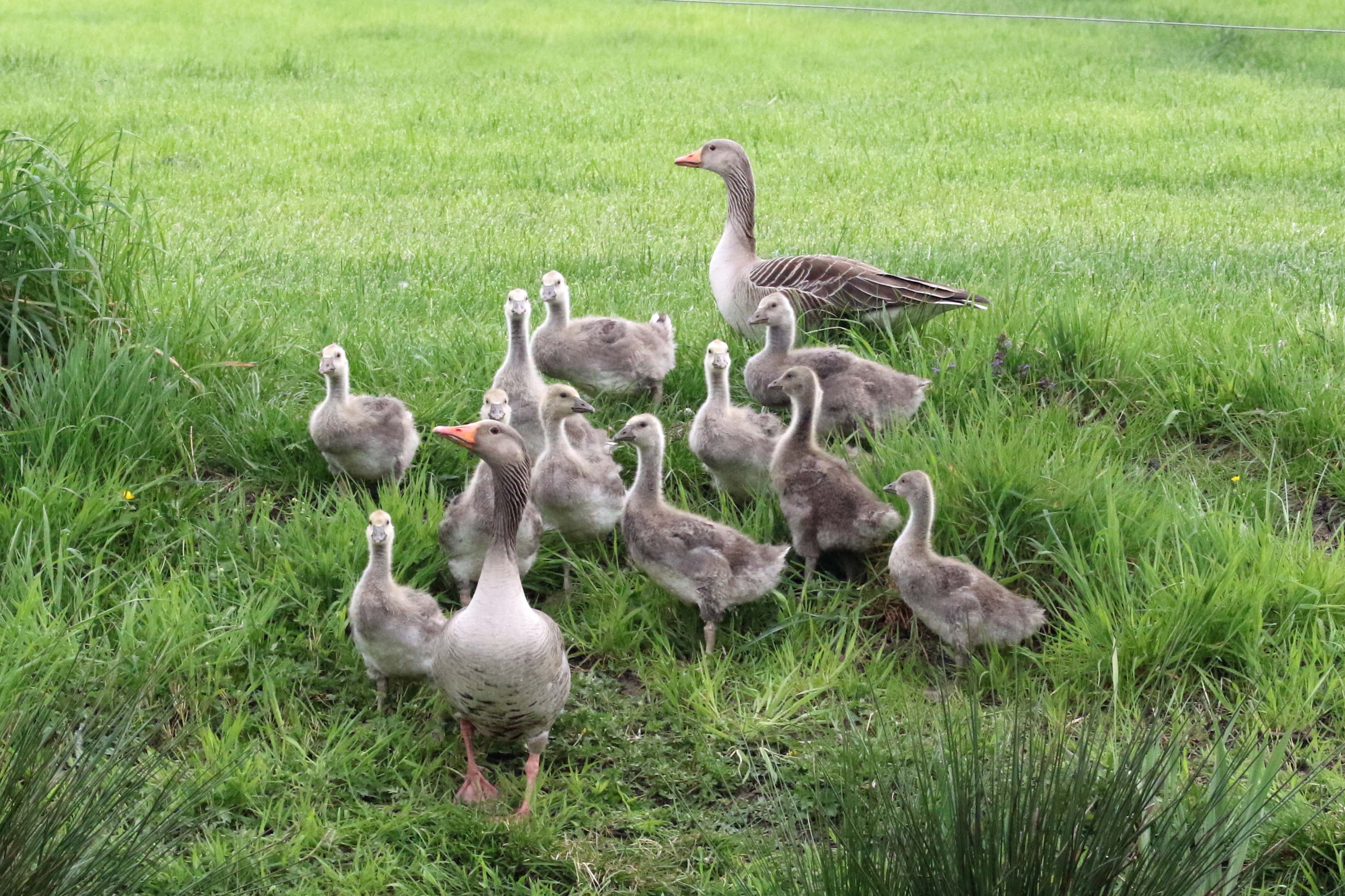 Nog steeds zorgzaam en waakzaam