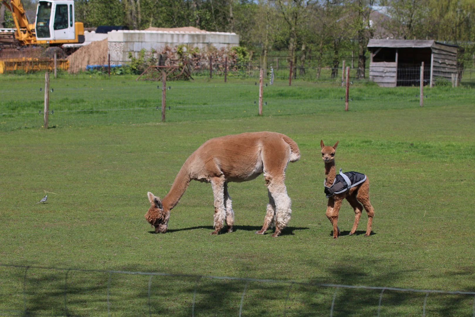 Alpaca met jong en kwikstaart.