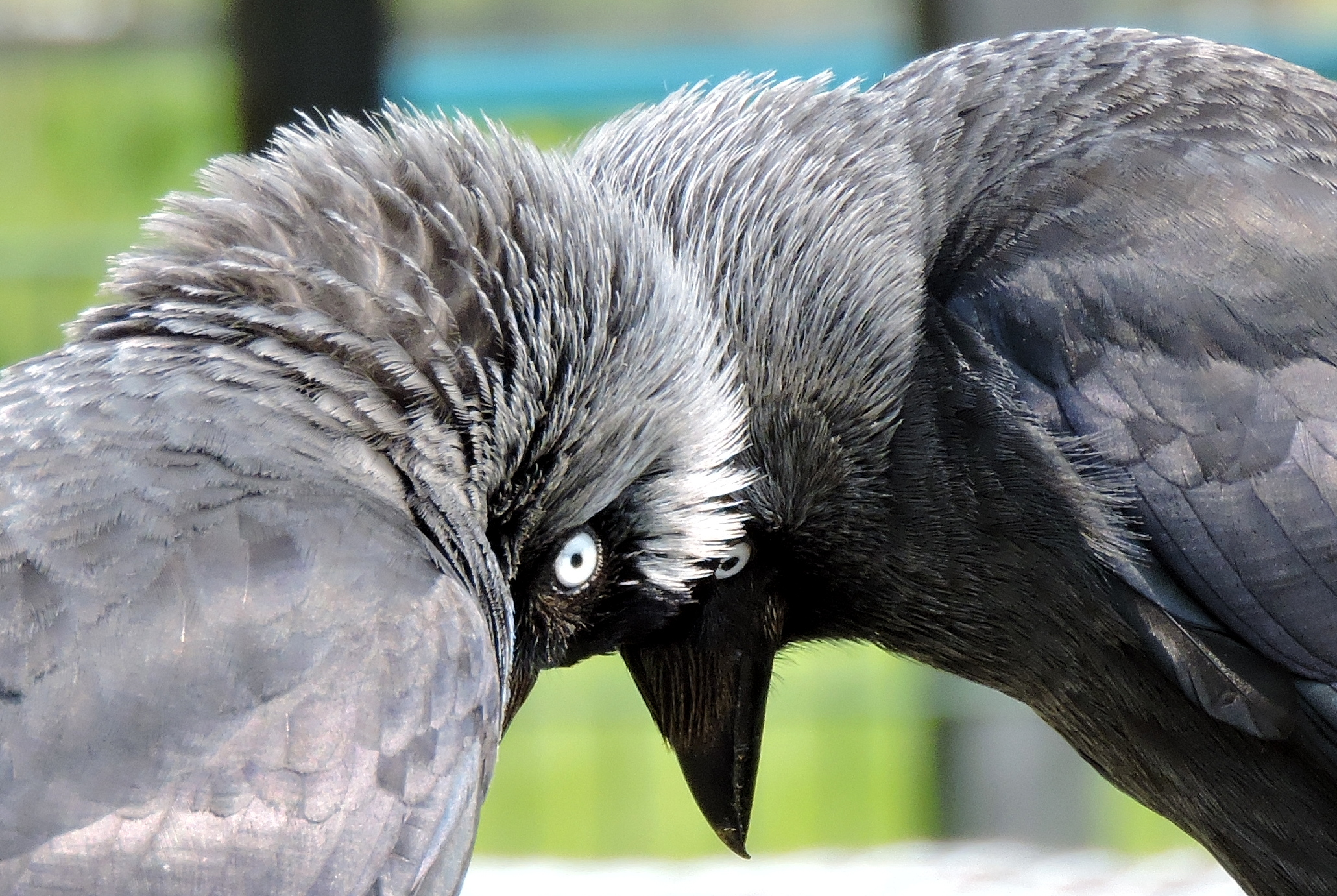 De koppies bijelkaar
