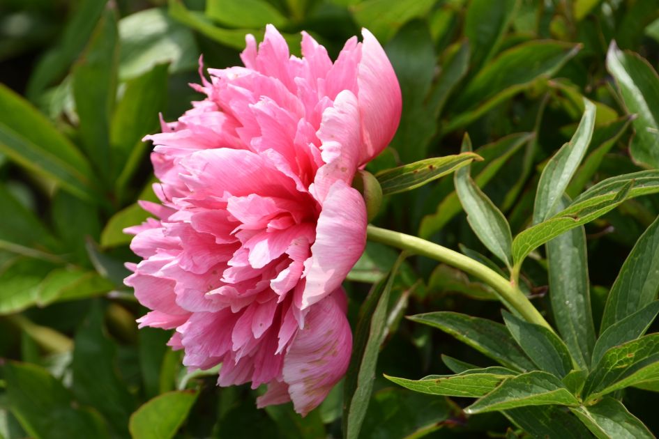 Pioenroos - Planten - 