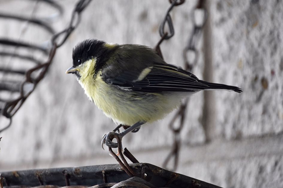 Koolmeesje - Vogels - Koolmees