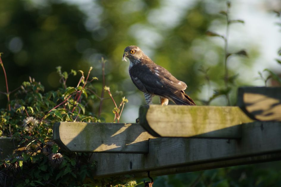 Sperwer eet mus op pergola - Vogels - Sperwer