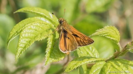 1 Uitkijken naar.....
