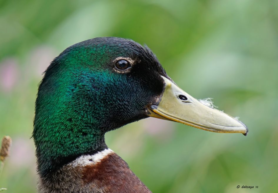 Woerd - Vogels - Woerd