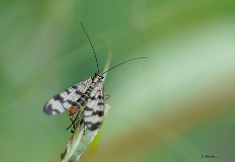 Schorpioenvlieg (v) - Geleedpotigen - Schorpioenvlieg
