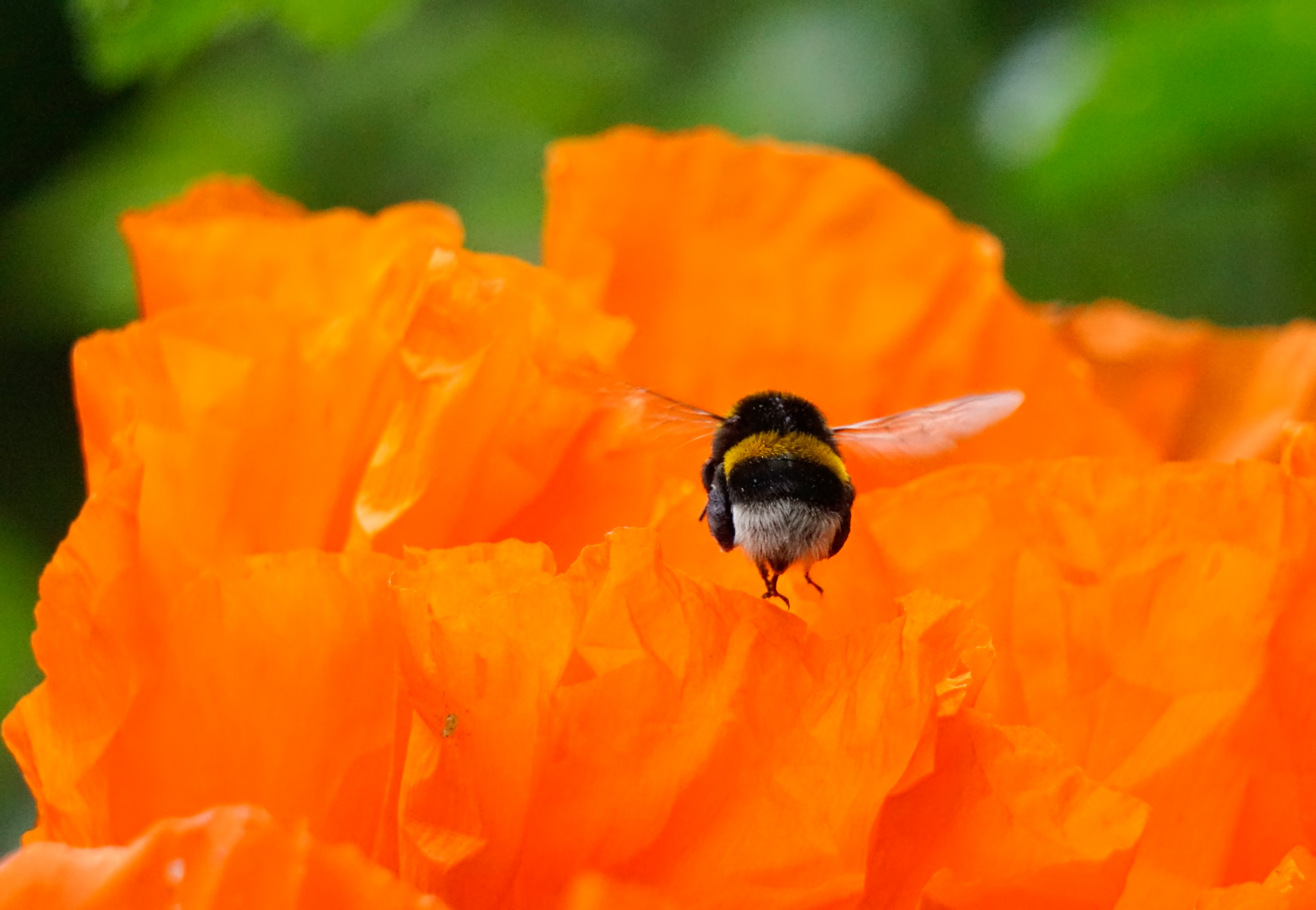 Hommel op klaproos