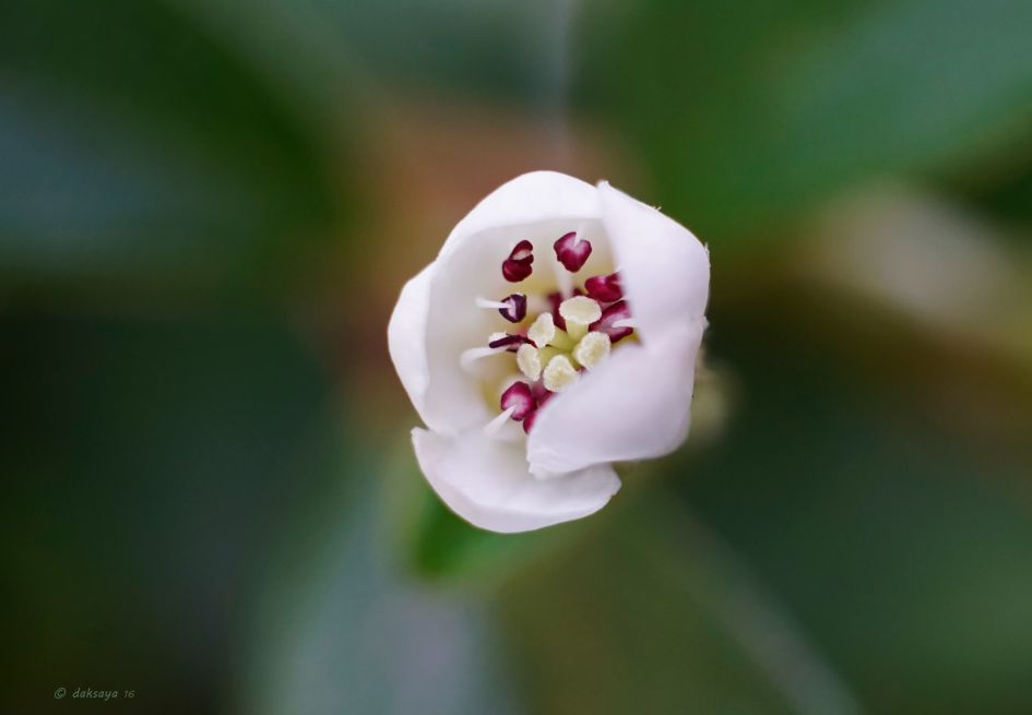 Dwergmispel - Planten - Dwergmispel