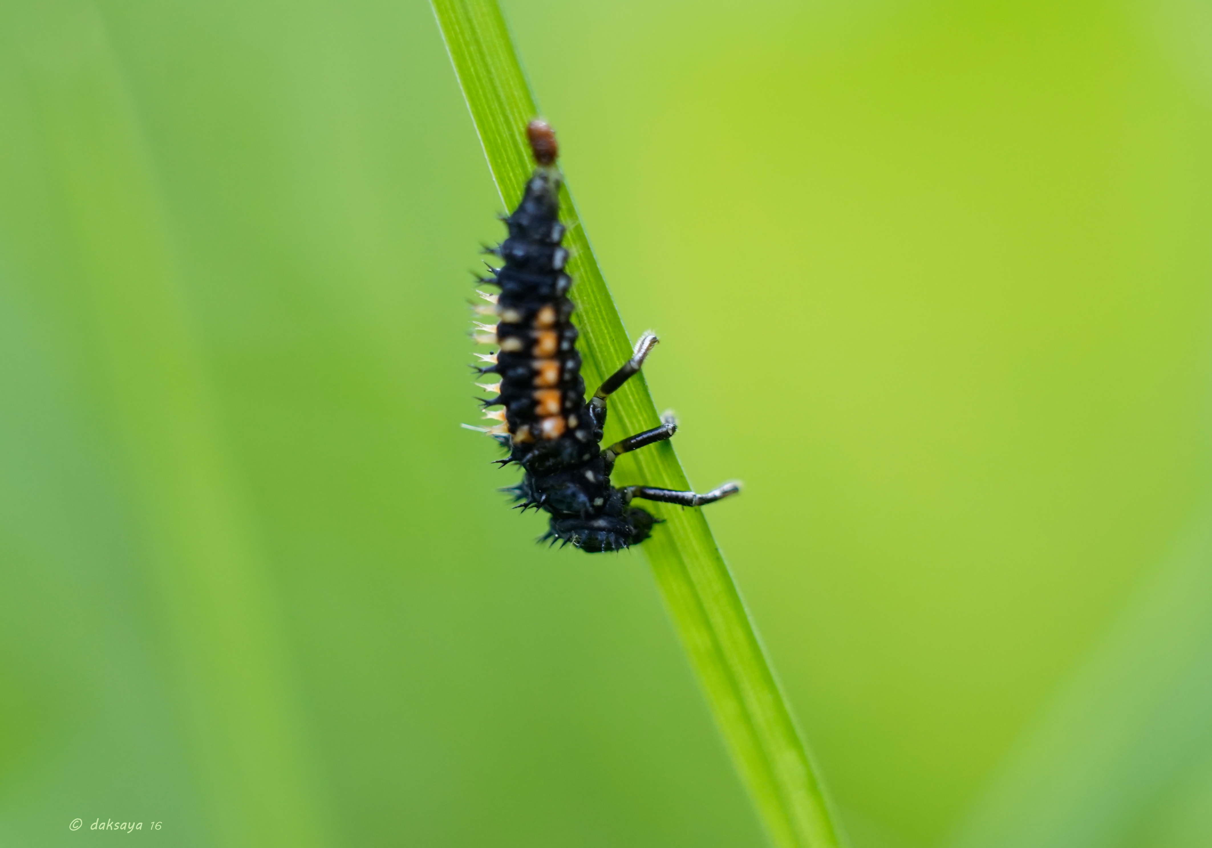 Larve v. lieveheersbeestje