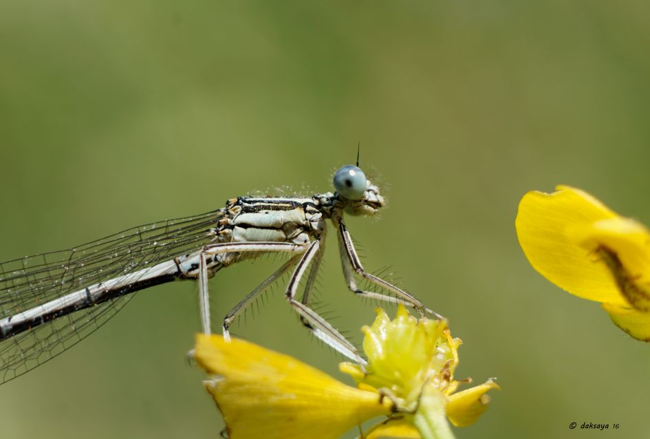 Op een boterbloem - Geleedpotigen - 