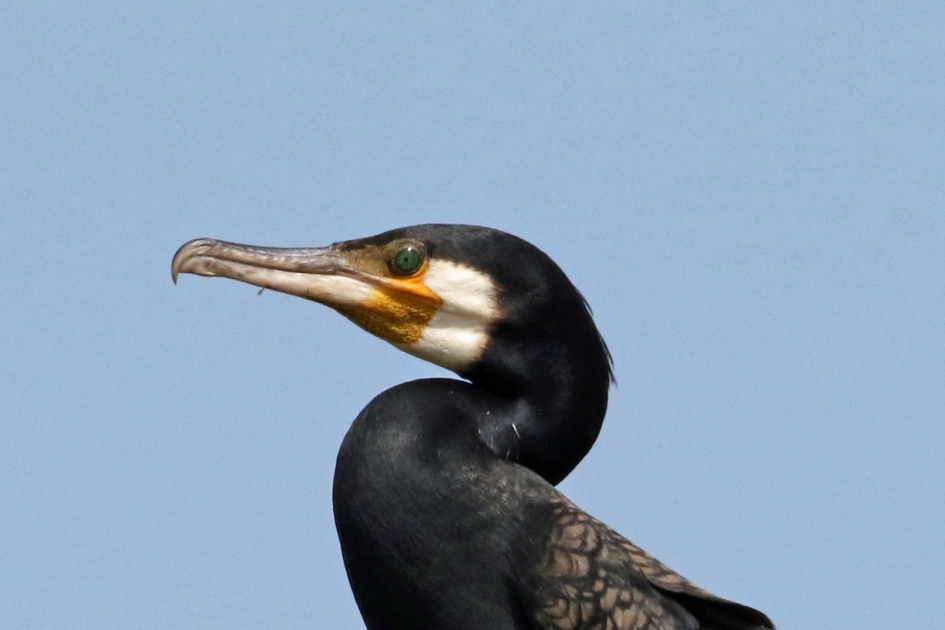 Aalscholverportret - Vogels - 