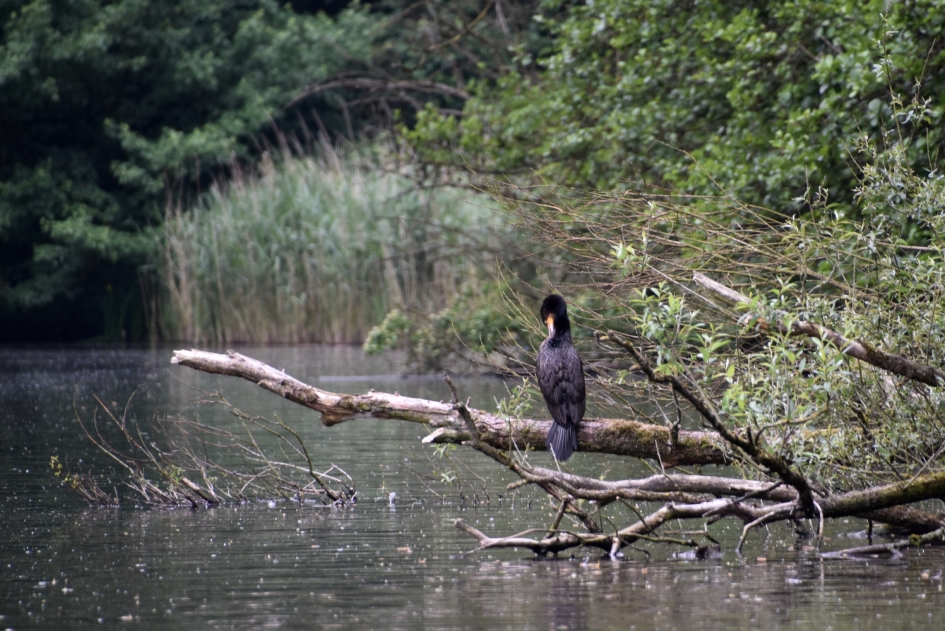 Aalscholver - Vogels - 