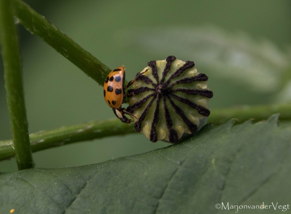 Aan de wandel - Geleedpotigen - lieveheersbeestje