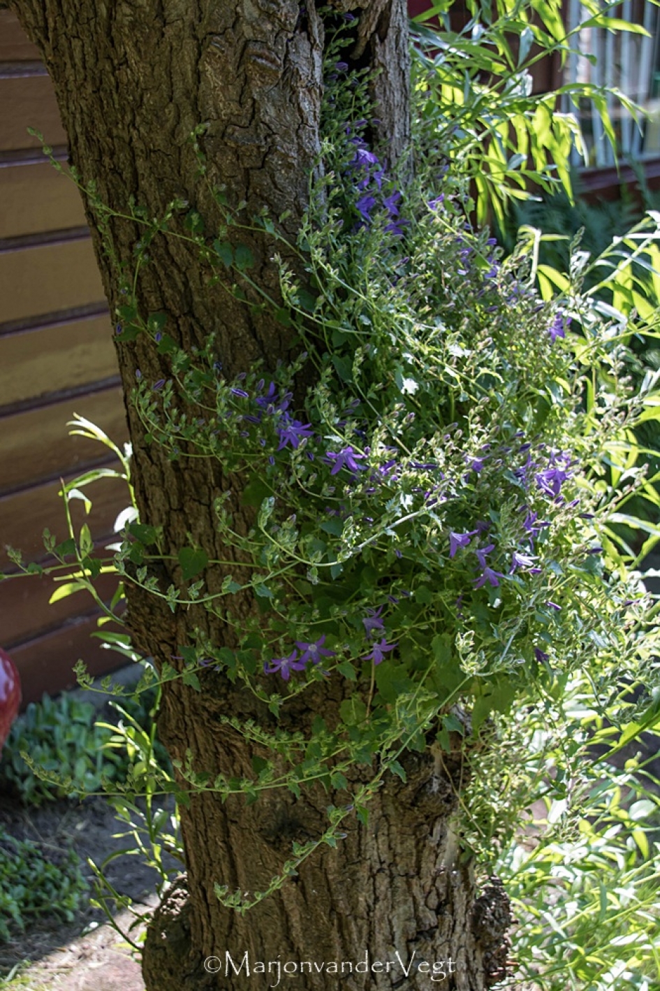 Aan komen waaien - Planten - 