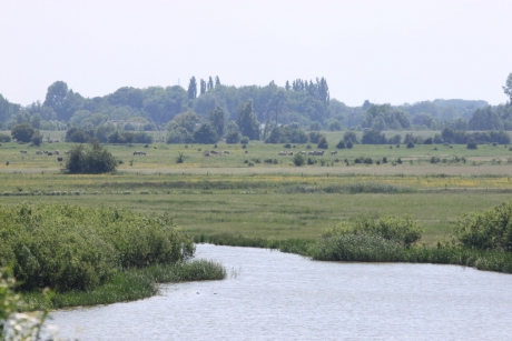 Amerongse Bovenpolder