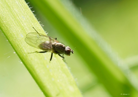 Badend in het zonlicht