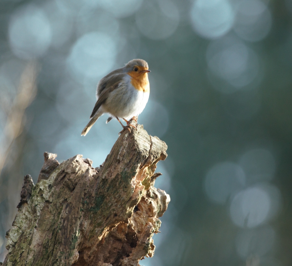 Ben ik al bruin? - Vogels - Roodborstje