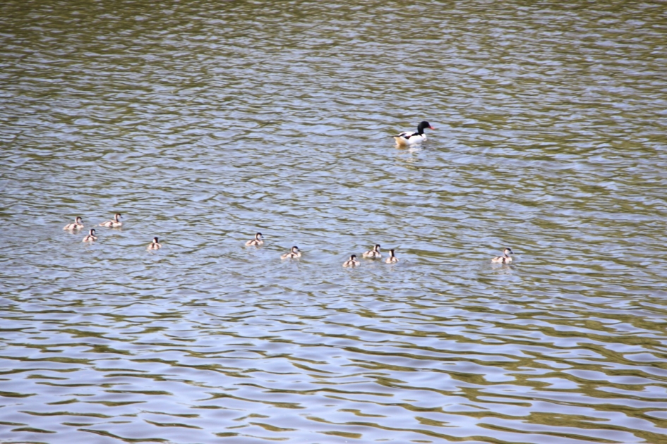Bergeend met 10 jongen - Vogels - 