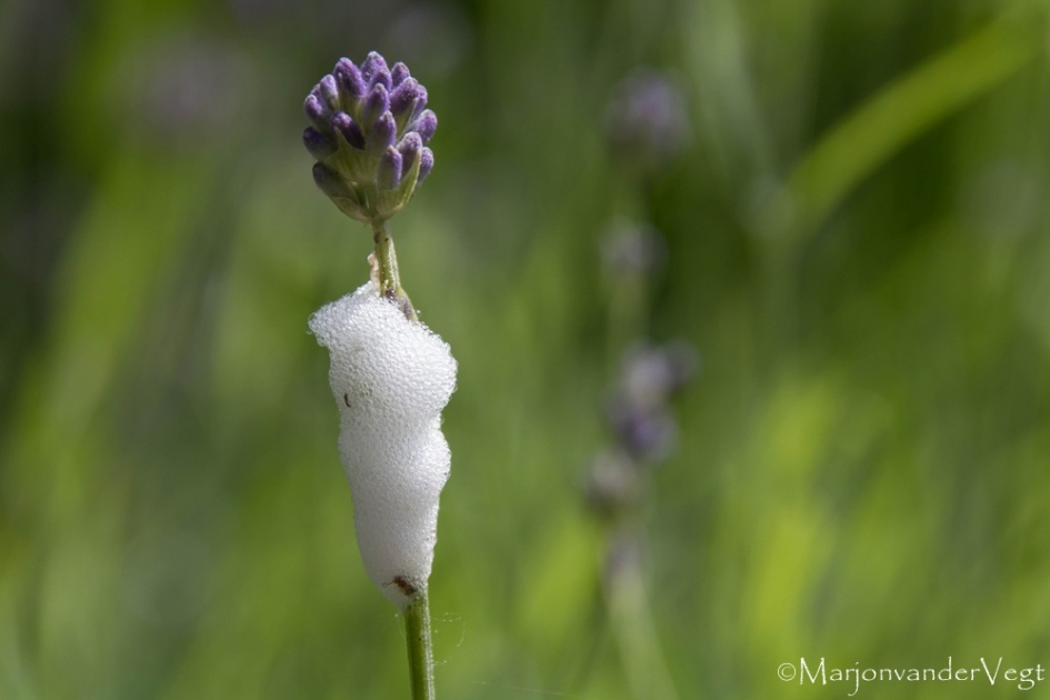 Bespuugd - Planten - lavendel