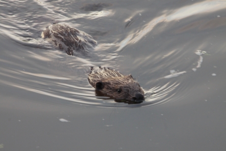 Bever aan de Maas