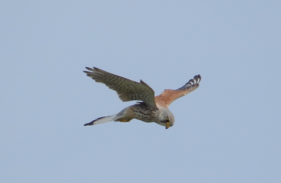 Bidder 2 - Vogels - 