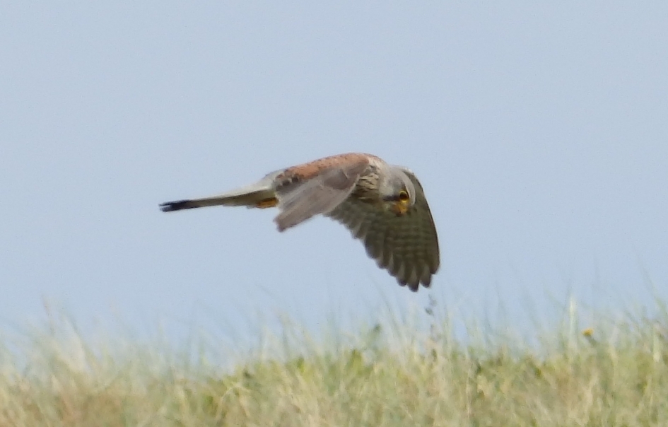 Bidder 3 - Vogels - 