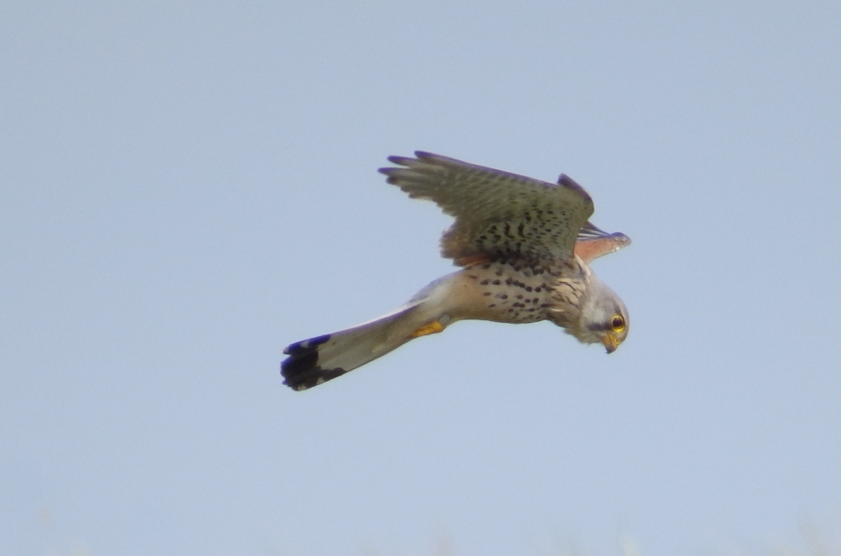Bidder 4 - Vogels - 
