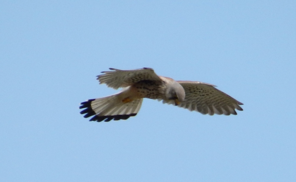 Bidder 1 - Vogels - 