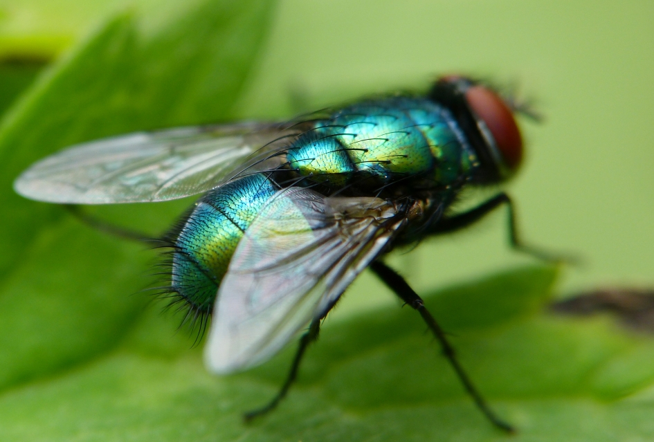 Big fly - Geleedpotigen - 