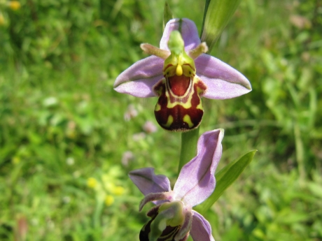 bijenorchis