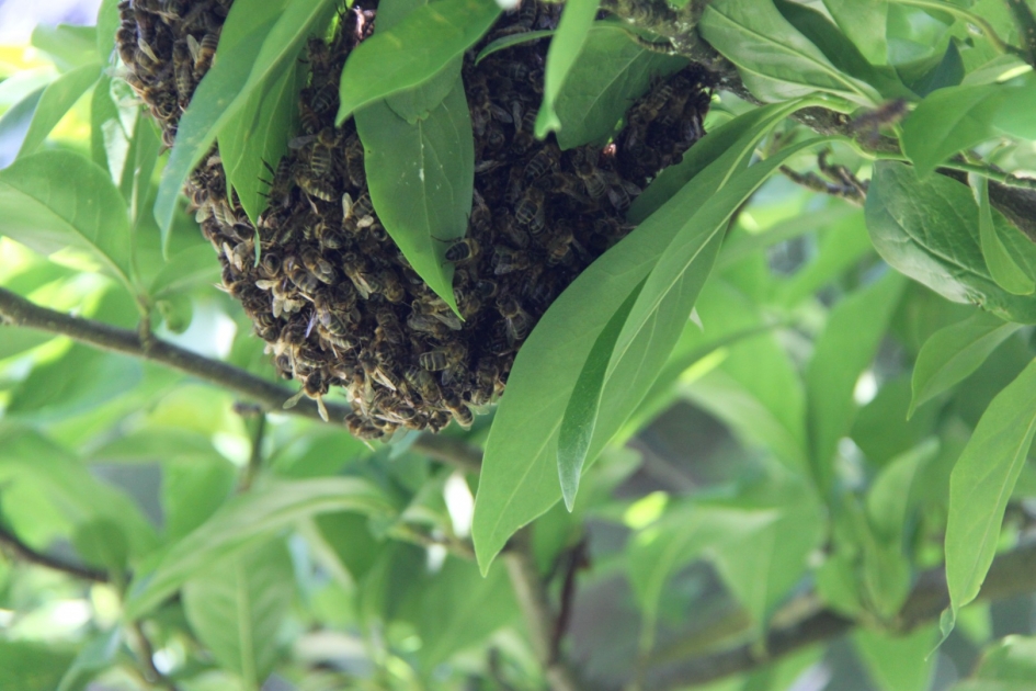 Bijenvolk - Geleedpotigen - 