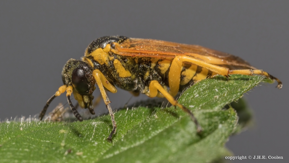 Bladwesp - Geleedpotigen - Bladwesp