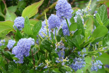 Ceanothus