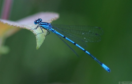 blauwe libelle - waterjuffer