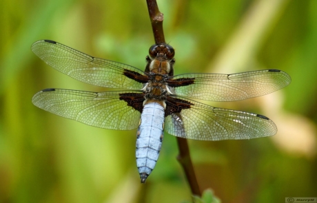 Blauwe platbuik Libelle