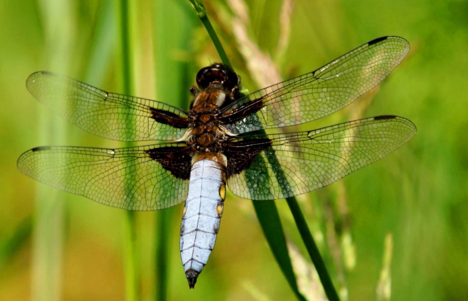 Blauwe platbuik libelle - Geleedpotigen - 