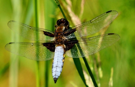 Blauwe platbuik libelle