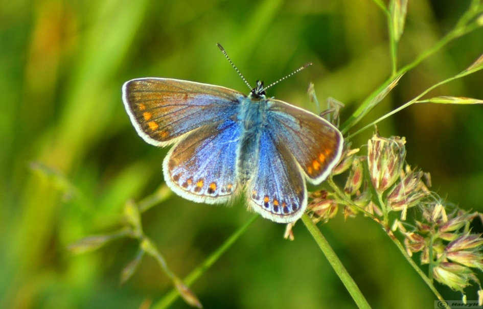 blauwtje. weer een wat andere kleur - Geleedpotigen - 