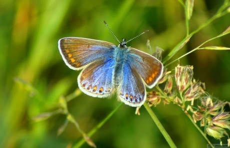 blauwtje. weer een wat andere kleur