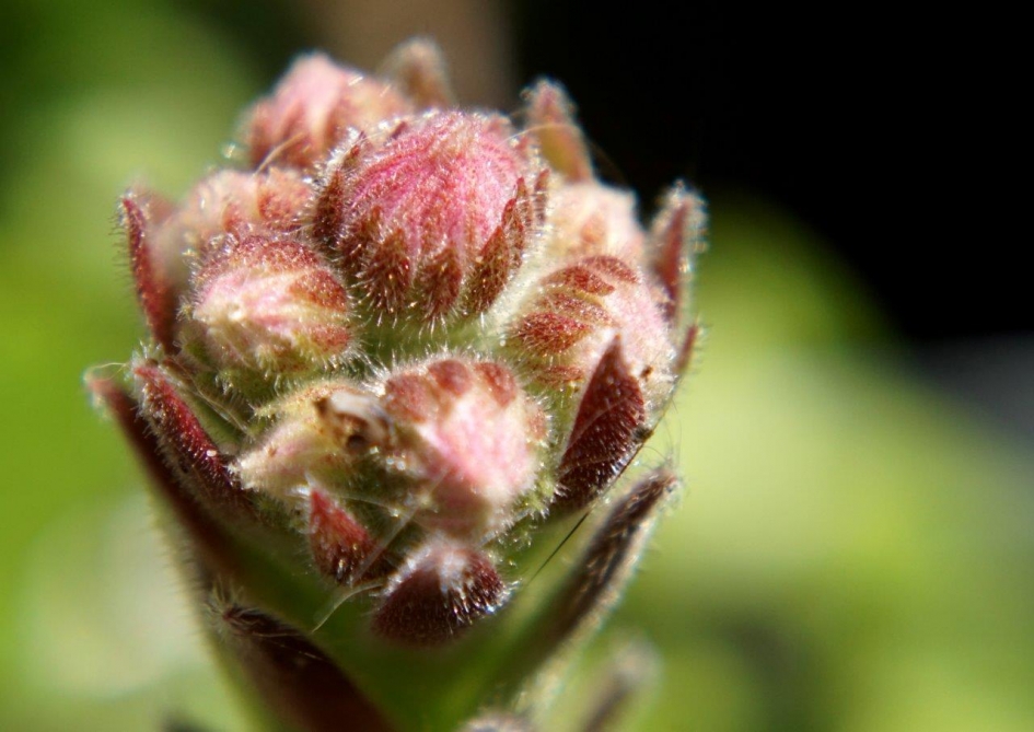 Bloem in de dop - Planten - Bloem knop