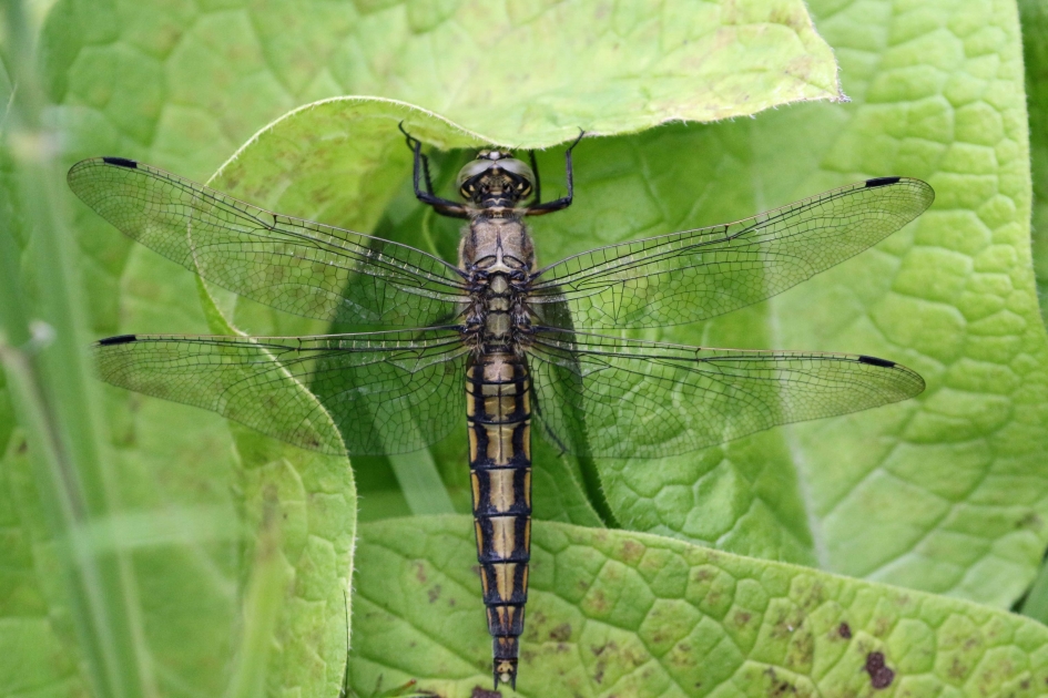 Boeddha - Geleedpotigen - 