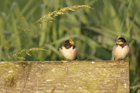 Boeren hek is bezet