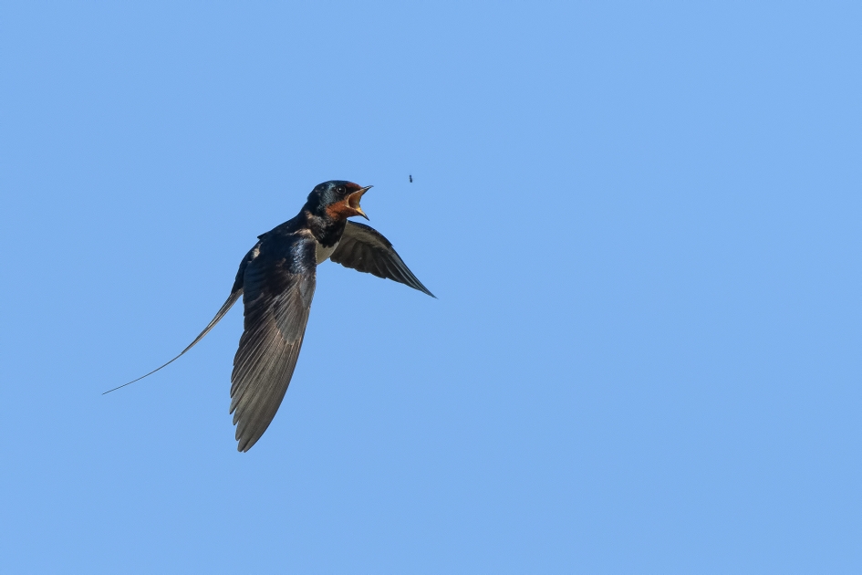 Boerenzwaluw in de achtervolging - Vogels - Boerenzwaluw