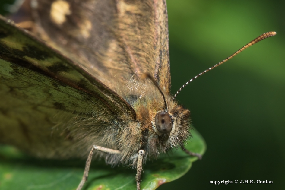 Bont - Geleedpotigen - Bont zandoogje