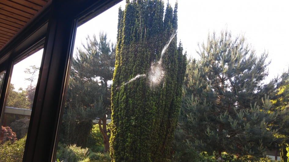 botsing - Vogels - 